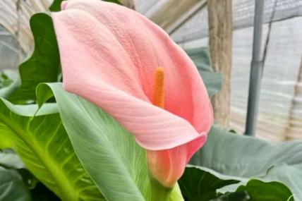 超全的粉色水马火烈鸟种植技术，你一定要学会！