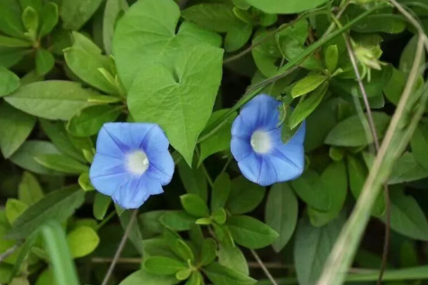 真正的喇叭花：牵牛花