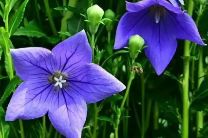 桔梗：神秘梦幻的紫色星星花