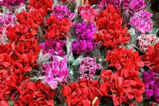 家里有花盆的千万别空着，12月可以养这5种“长命花”，好看好养