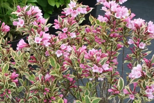 6种能忍受零下10多度低温的观赏花卉，适合粗养，可露养院子里