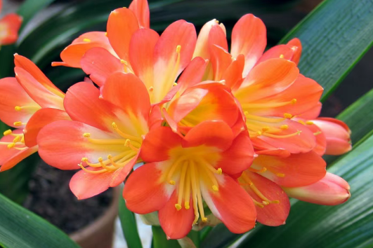 秋冬季就养这15种花，不仅好养，而且个个都很能开花期长