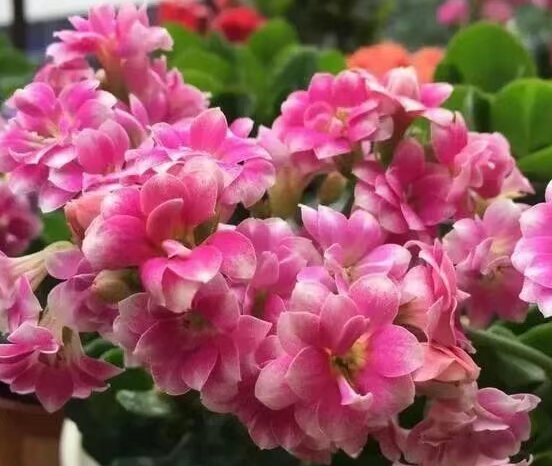 6种适合新手种植的花，掐个枝插土里就生根，一盆轻松变多盆