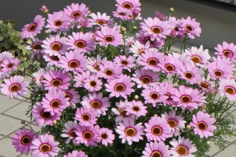 秋冬就养着18种花，个个花期超长，从深秋开到入夏