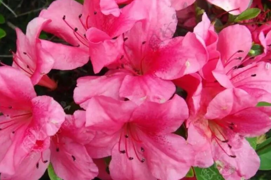 适合秋冬养的花卉有哪些？