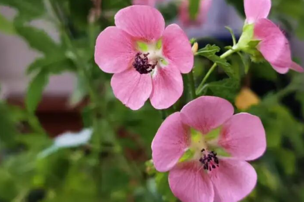 8种花，春天随便养，疯狂开花累不坏