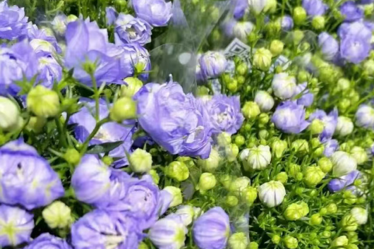 这5种花，阳台再小，3月份也要养几盆，莫要辜负春天