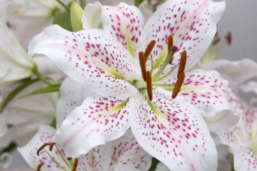 9种适合在春暖后入手的盆栽开花植物，耐半阴，要避免暴晒