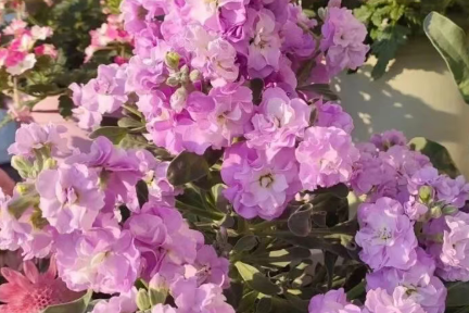 有种被“低估”的盆栽绿植，又美又香，花期长达半年，冬天也开花，就是不流行