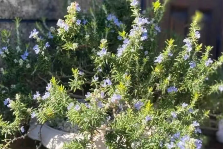 被花友“吹爆”的盆栽花，给水就能活，又美又香，一年开花十个月，还能食用