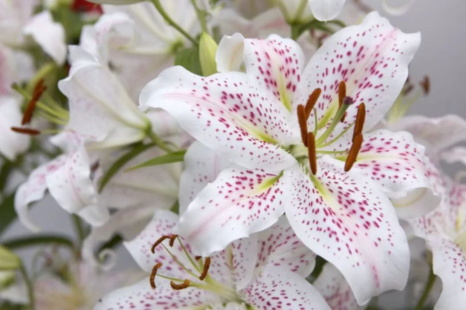 9种适合在春暖后入手的盆栽开花植物，耐半阴，要避免暴晒