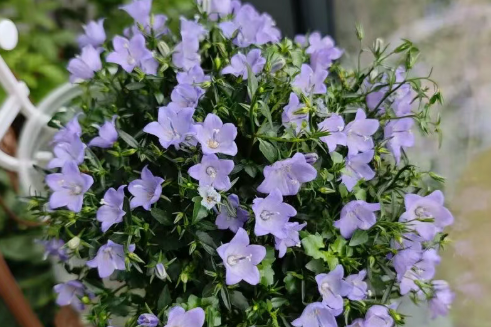 早春6款开花植物推荐