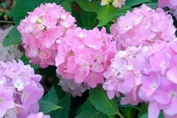 强烈推荐！三月份适合盆栽的花卉和绿植！！