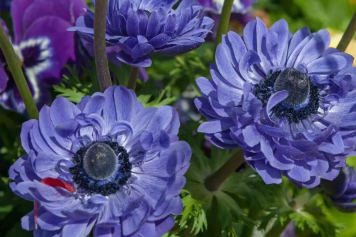 盆栽银莲花四季养护指南，养不好它，不一定是技术不好