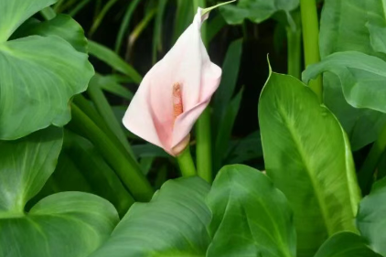 又见马蹄莲，它叫“火烈鸟”