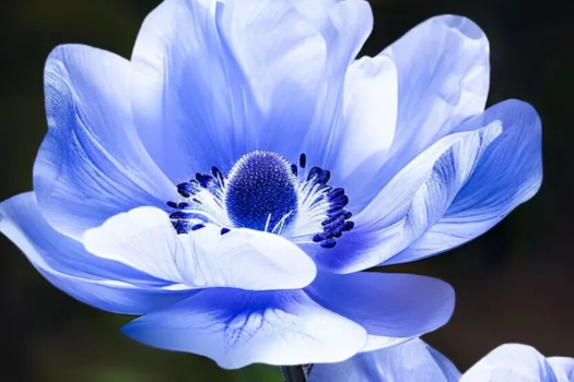 从“丑小鸭”到“小仙女”，它的名字叫银莲花