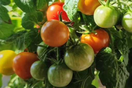 阳台盆栽“新宠”，观赏、食用两不误，打理简单，成就感满满！