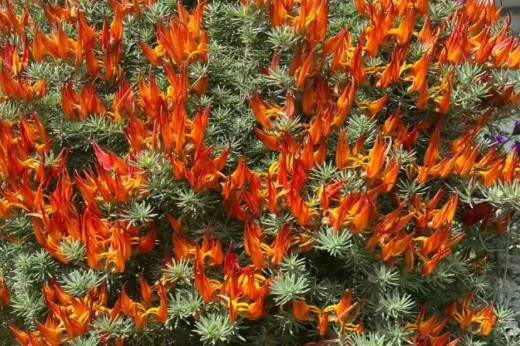 一种被名字“耽误”的植物，颜值高，花期长达八个月，很少人知道