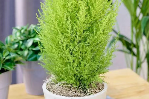 并不是每个花友都适合养香松，先看看能不能满足这5个条件