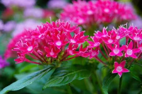 6 月中下旬可种植花草有哪些呢？
