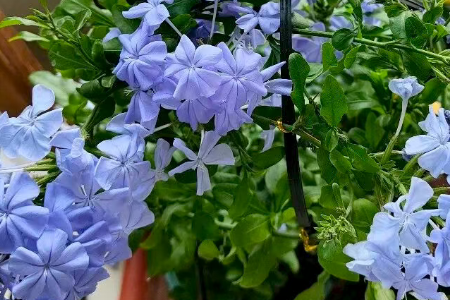 这些植物夏天疯长，越热长的越快，开花越多