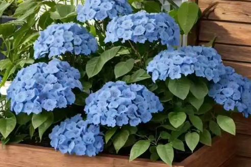 7月必种的5种花，40度还在开，越晒开花越多