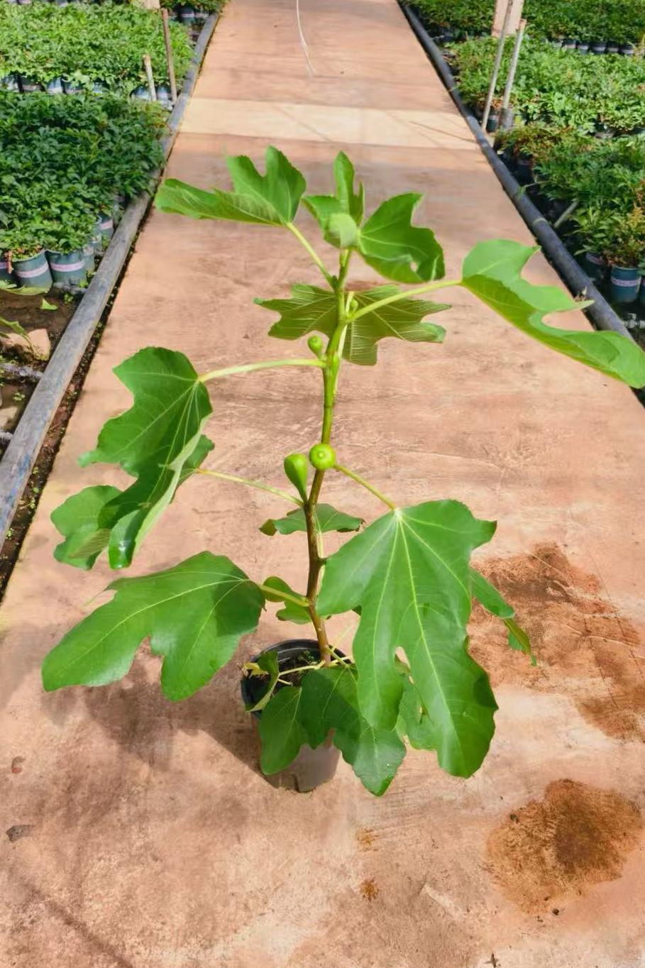 加仑无花果