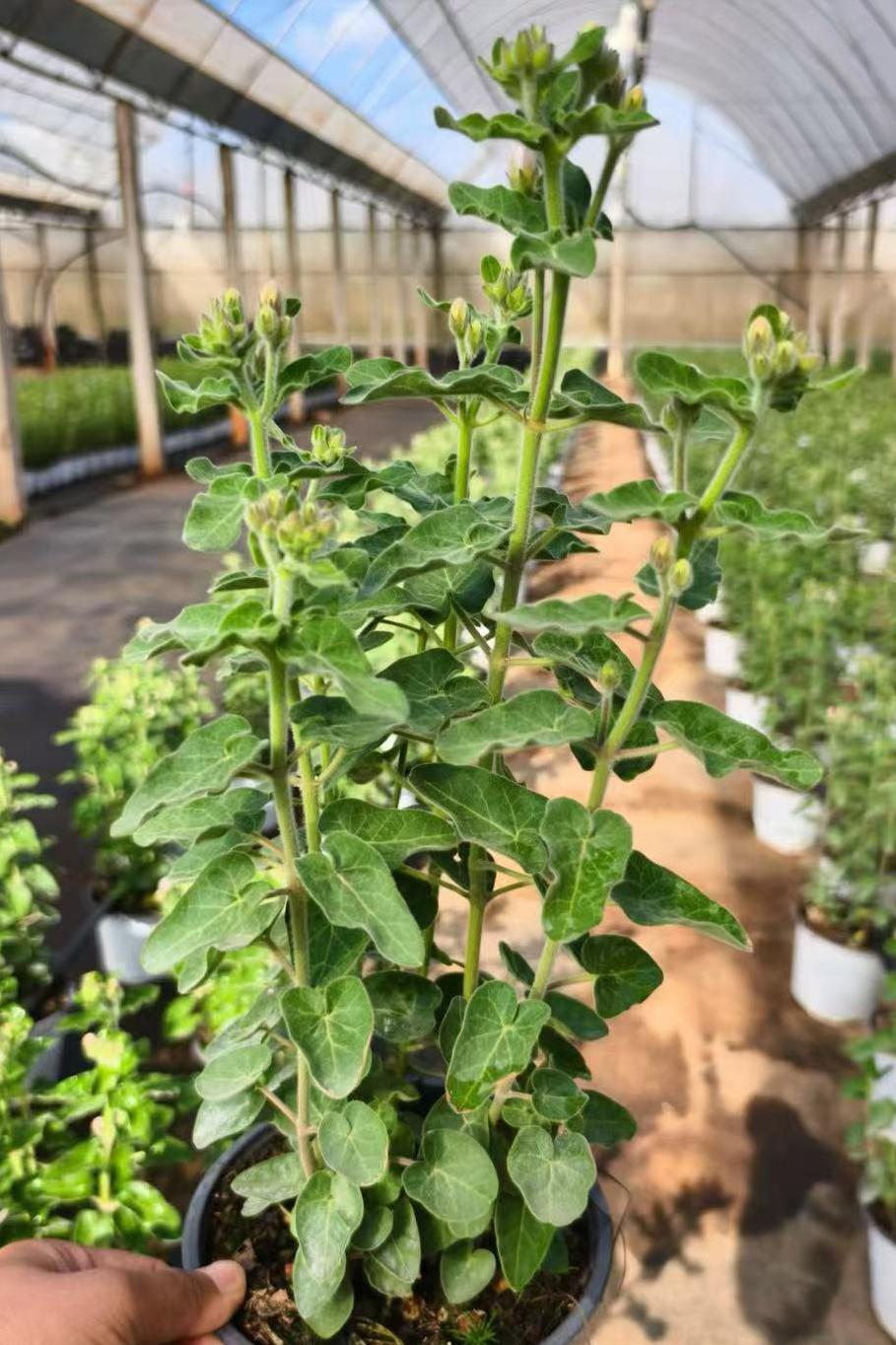 蓝星花
