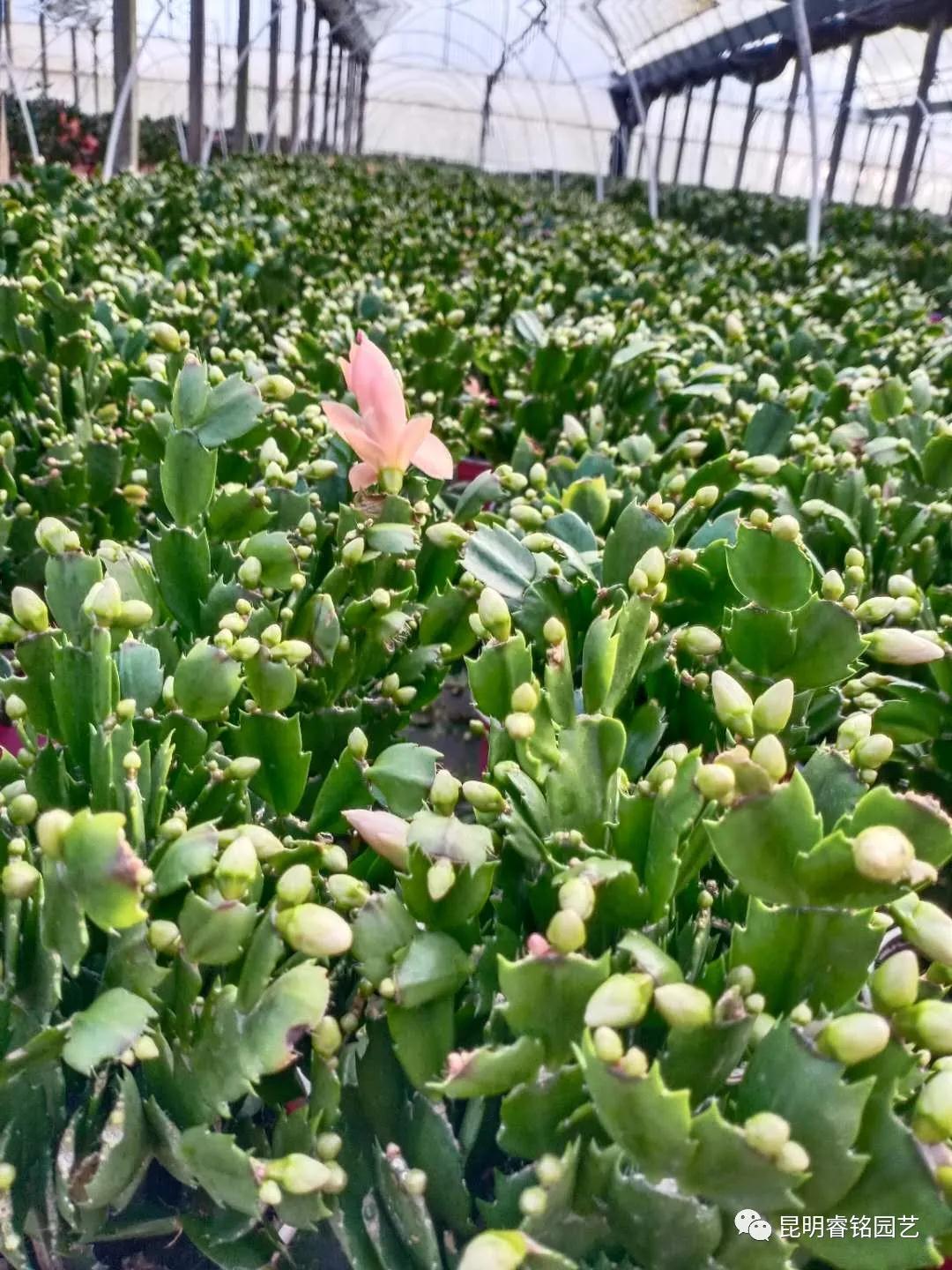 鸿运当头、运转乾坤