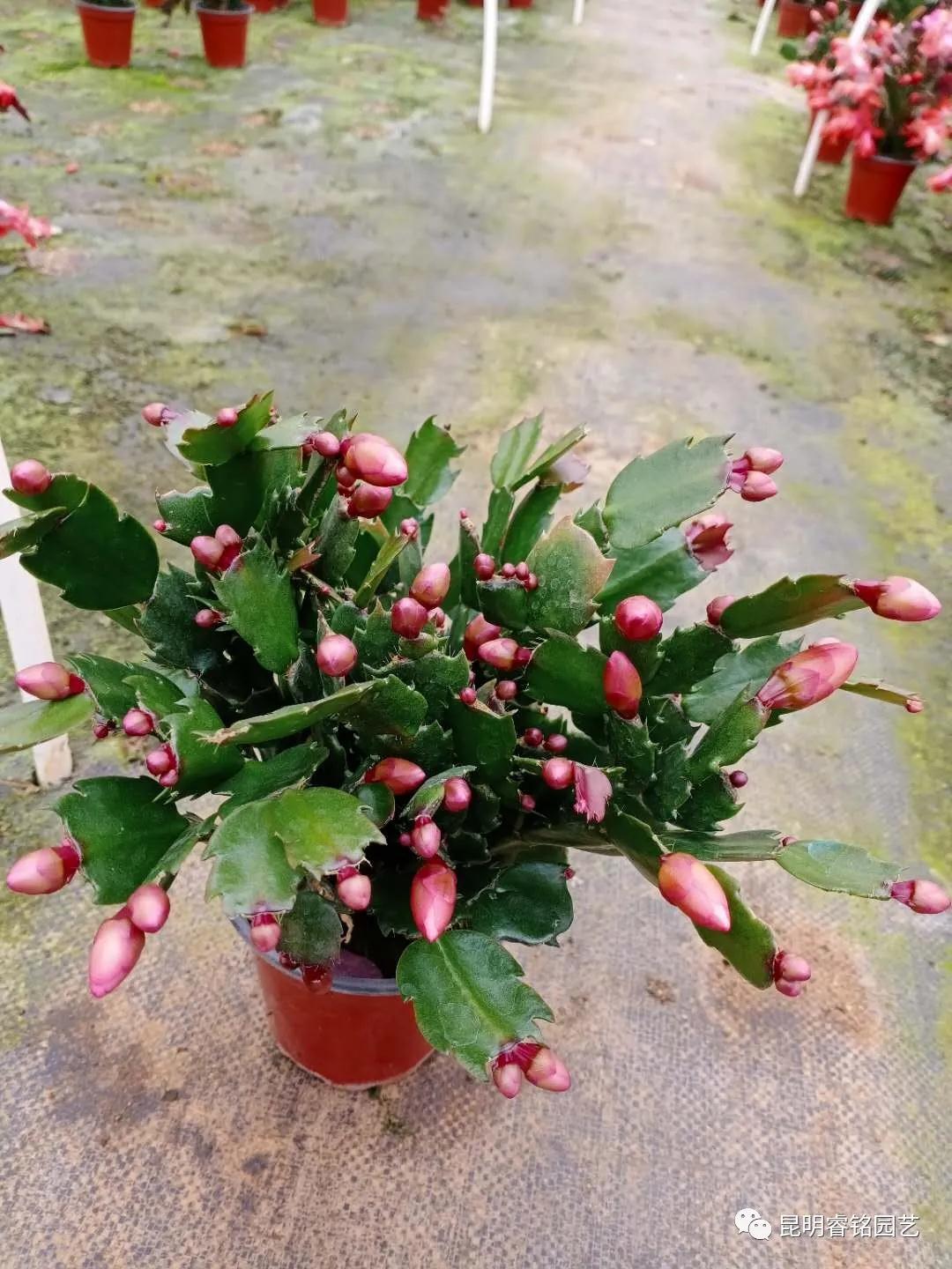 鸿运当头、运转乾坤