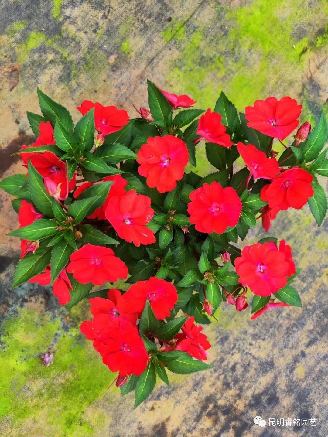 欲染纤纤 凤仙花