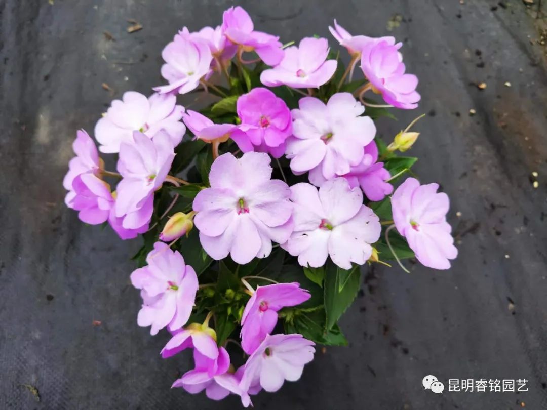 欲染纤纤 凤仙花