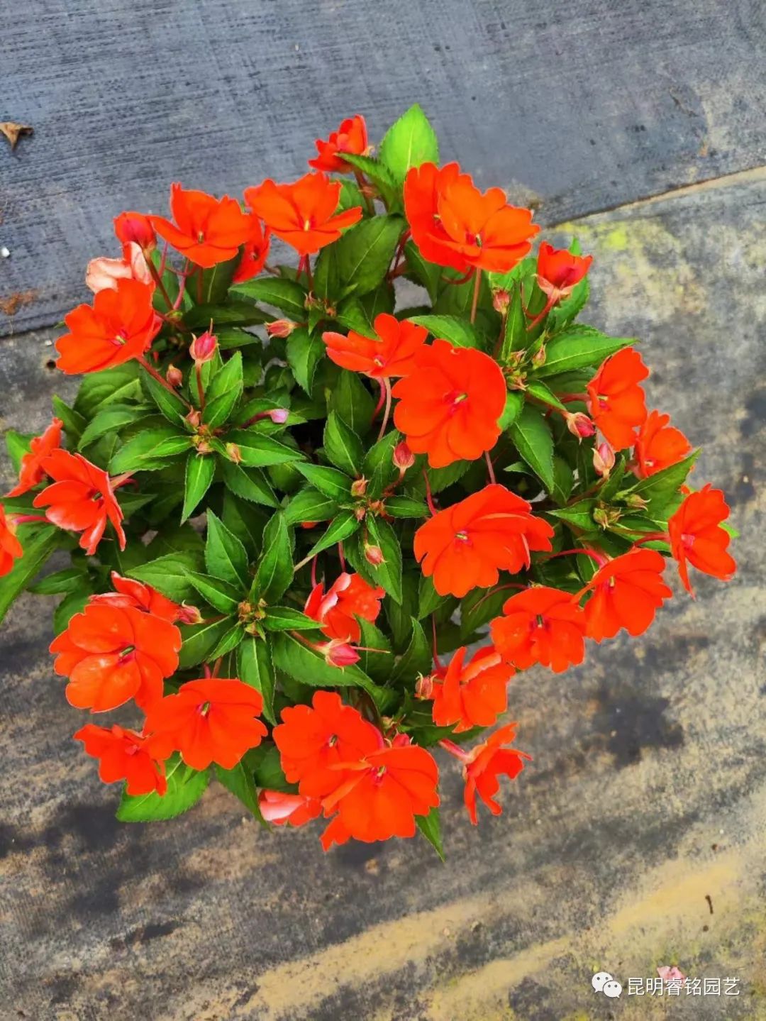 欲染纤纤 凤仙花