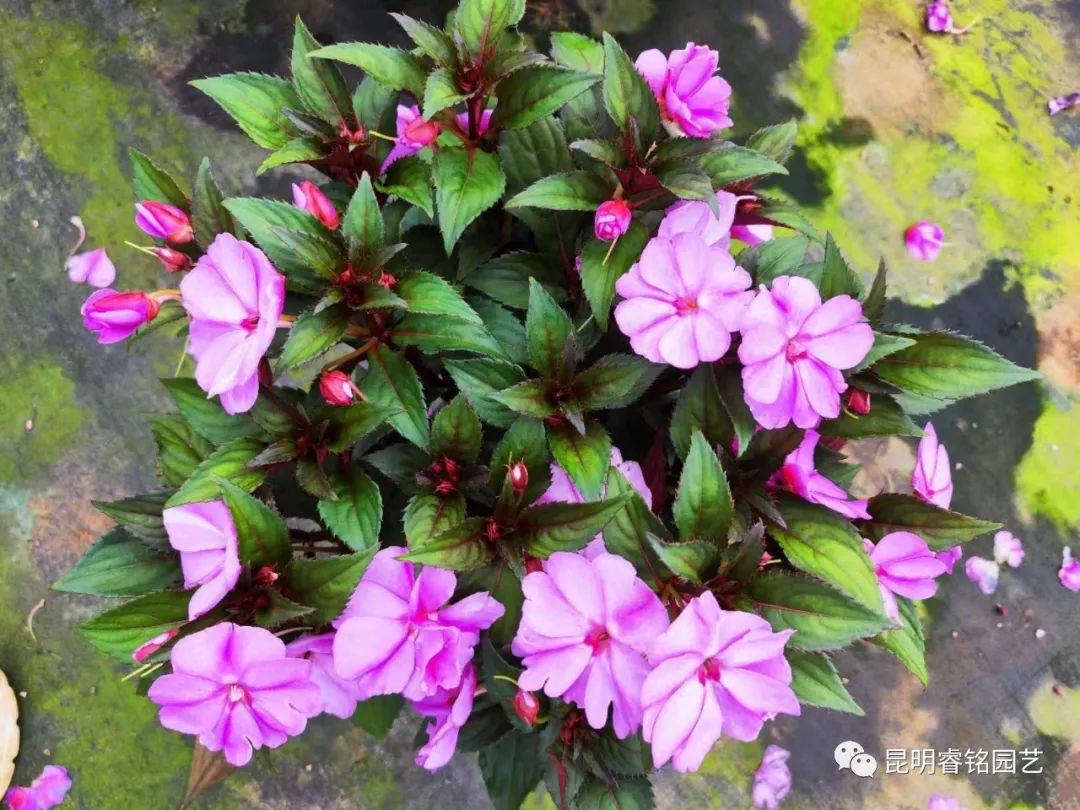 欲染纤纤 凤仙花