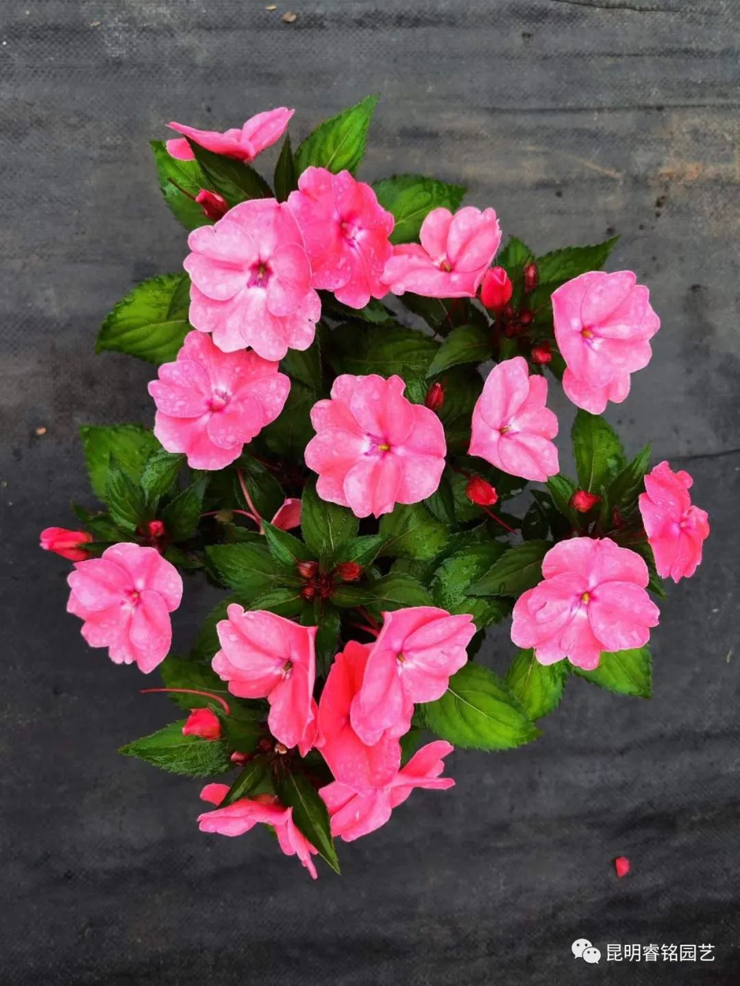 欲染纤纤 凤仙花