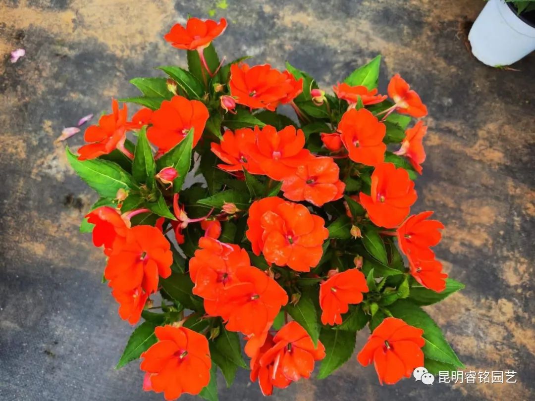 欲染纤纤 凤仙花