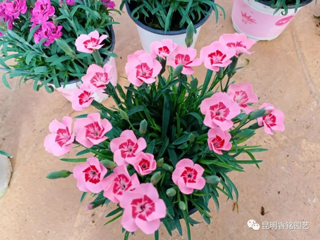 春风化雨，馨香漫漫