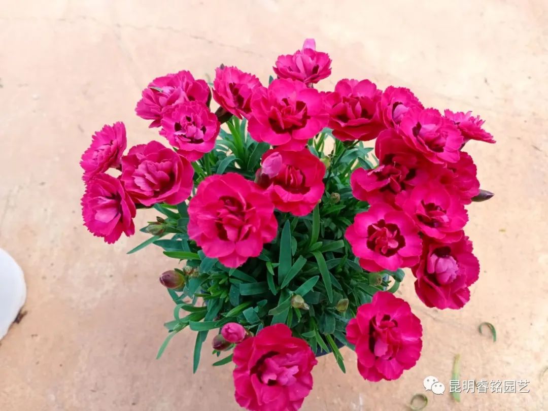 春风化雨，馨香漫漫