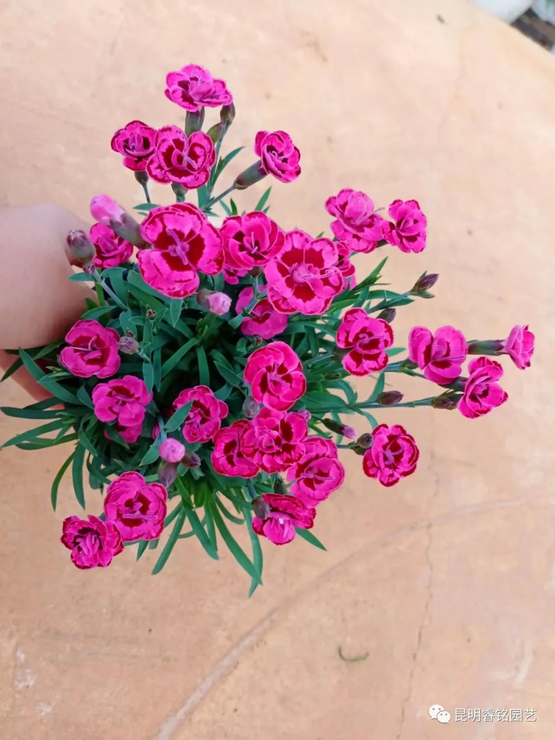 春风化雨，馨香漫漫